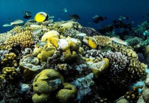 Saudi Wildlife Center Marine Conservation Focus