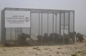 Saudi Wildlife Center