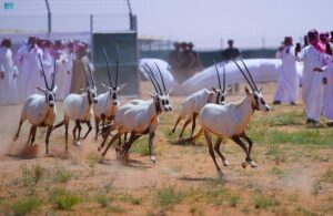 Saudi Wildlife Center Releases