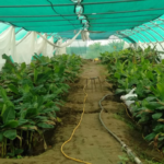 More Seedlings of Bananas are Grown in Saudi Arabia Earlier