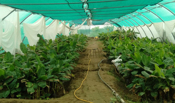 More Seedlings of Bananas are Grown in Saudi Arabia Earlier