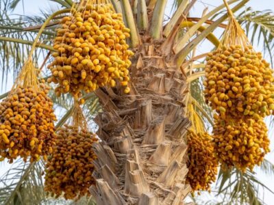 Q1 2024 Exports From Saudi Arabia's Date Sector will Increase by 13.7%.