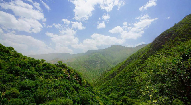 How Saudi Arabia's Green Goals are Being Aided by Forest Conservation