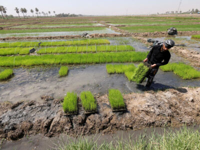 Iraq has Resumed Rice Farming Using a New Climate-Friendly Strain Following a Two-Year Prohibition