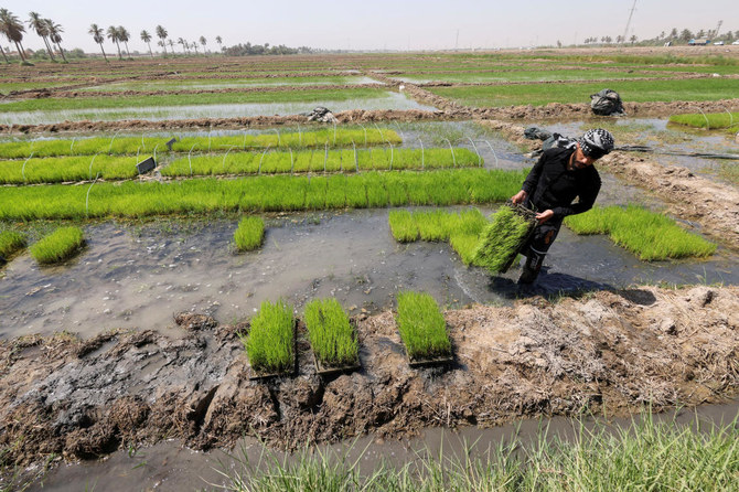 Iraq has Resumed Rice Farming Using a New Climate-Friendly Strain Following a Two-Year Prohibition