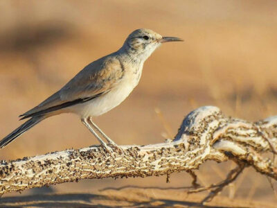 Imam Turki bin Abdullah Royal Reserve Provides a Fresh Habitat for Endangered Species