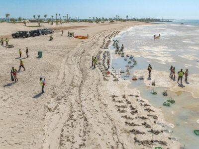 Attendees at Saudi Mangrove Planting Day Exceed One Hundred