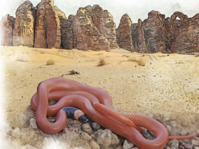 How the Old AlUla Oasis in Saudi Arabia Yielded Information About a Recently Described Species of Snake