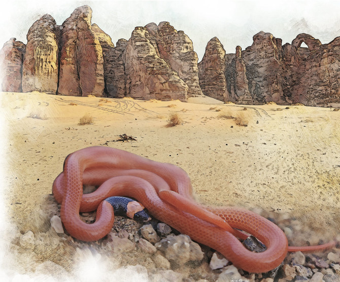 How the Old AlUla Oasis in Saudi Arabia Yielded Information About a Recently Described Species of Snake