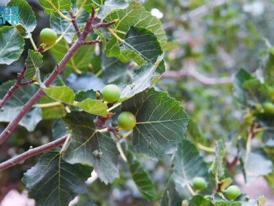 According to the Agriculture Ministry, Saudi Arabia's Fig Output is Now Self-Sufficient