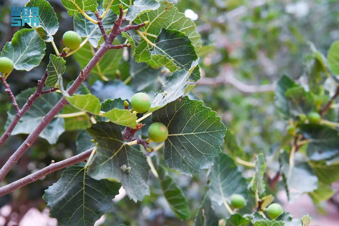 According to the Agriculture Ministry, Saudi Arabia's Fig Output is Now Self-Sufficient