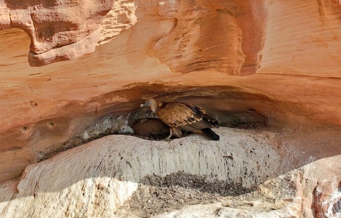 Nests of Rare Griffon Vultures have been Found at the Prince Mohammed bin Salman Royal Reserve