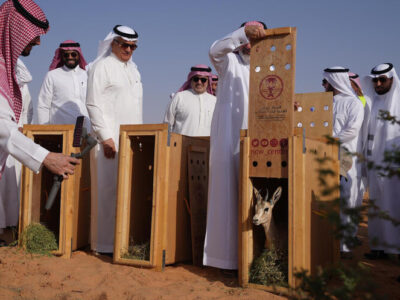 At Buraidah Oasis, a Saudi Minister Releases Fifteen Gazelles