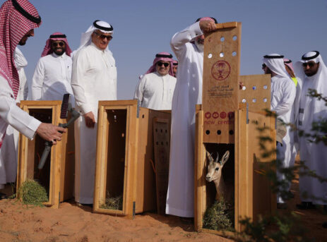 At Buraidah Oasis, a Saudi Minister Releases Fifteen Gazelles