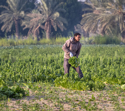 Saudi Arabia Urges the Private Sector to close the $10 Billion Investment Deficit in Agriculture.