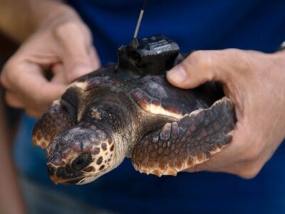 A Global Symposium on Sea Turtle Conservation will be Held in Jeddah, Saudi Arabia