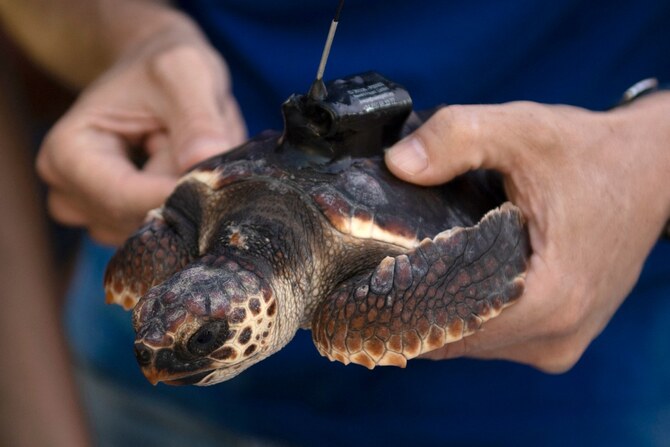 A Global Symposium on Sea Turtle Conservation will be Held in Jeddah, Saudi Arabia