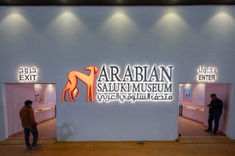 Arabian Saluki is the Main Subject of the Second Riyadh Dog Festival Arabian Saluki is the Main Subject of the Second Riyadh Dog Festival