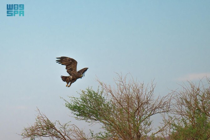 A Falcon Habitat Initiative is Launched by the Royal Reserve