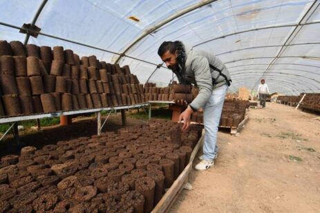 A Tunisian Business Converts Olive Waste into Renewable Electricity