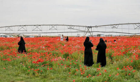 Thousands of Tourists Visit the Hail Poppy Reserve in Saudi Arabia