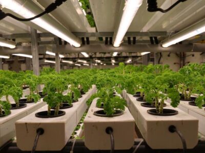 Madinah Hydroponic Farm Achieves Record 2 Million Kg Production Madinah Hydroponic Farm Achieves Record 2 Million Kg Production