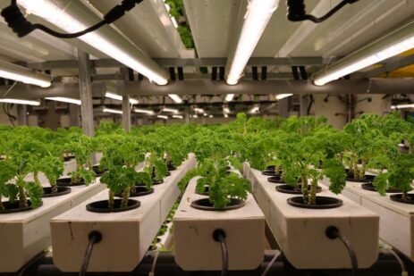 Madinah Hydroponic Farm Achieves Record 2 Million Kg Production