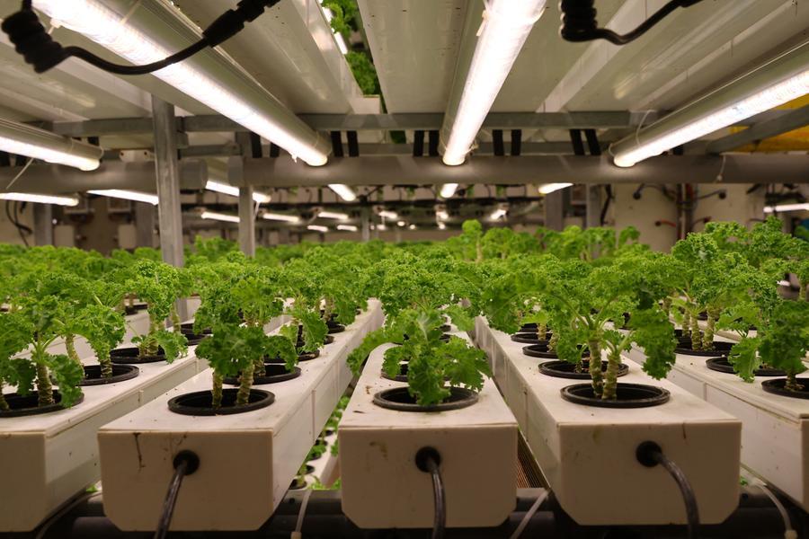 Madinah Hydroponic Farm Achieves Record 2 Million Kg Production Madinah Hydroponic Farm Achieves Record 2 Million Kg Production