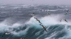 Saudi Coasts Witness Record Numbers of Seabirds and Large Marine Species