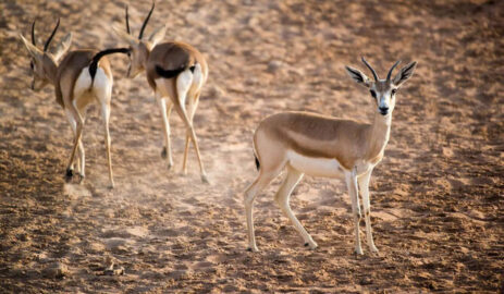 Saudi Arabia Celebrates World Animal Day: Promoting Compassion and Care Saudi Arabia Celebrates World Animal Day: Promoting Compassion and Care