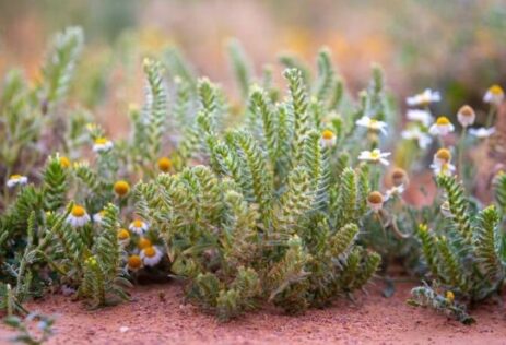 Royal Reserve Plants Over 3,000 Seedlings in Jouf to Boost Green Cover