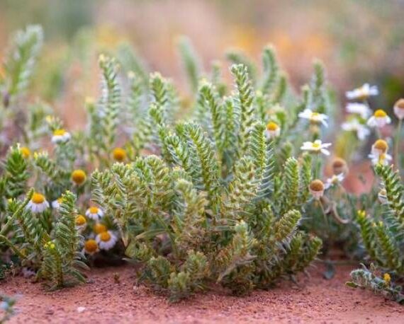 Royal Reserve Plants Over 3,000 Seedlings in Jouf to Boost Green Cover
