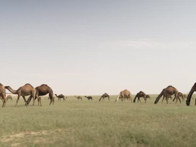 Saudi University Creates Smart System to Support Camel Herders