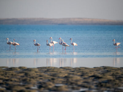 Farasan Islands Wildlife: Thousands of Migratory Birds Arrive Annually