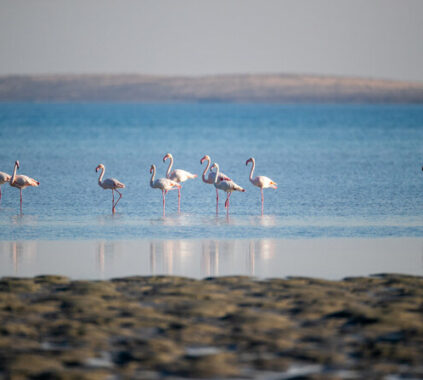 Farasan Islands Wildlife: Thousands of Migratory Birds Arrive Annually