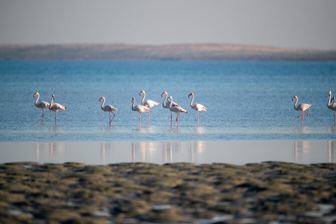 Farasan Islands Wildlife: Thousands of Migratory Birds Arrive Annually