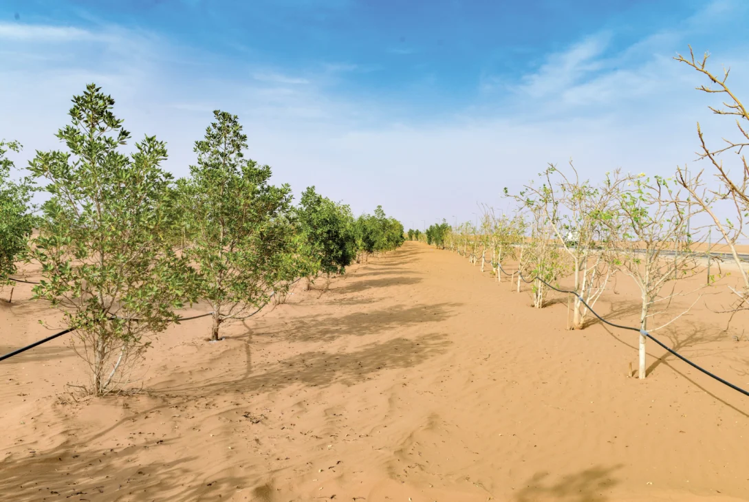 National Program Lists 165 Native Plants to Support Afforestation in Asir