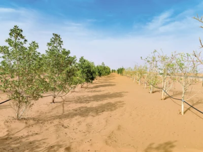 National Program Lists 165 Native Plants to Support Afforestation in Asir