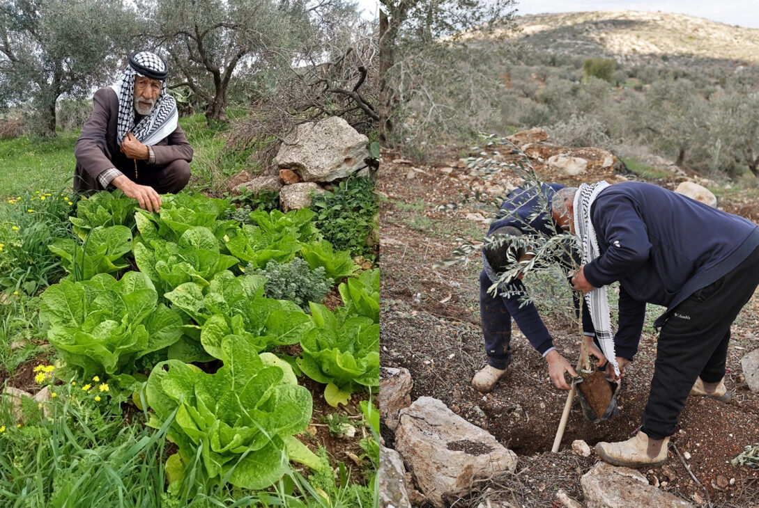 Life Under Threat: Why Palestinian Farmers Are Leaving Their Land