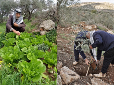 Life Under Threat: Why Palestinian Farmers Are Leaving Their Land