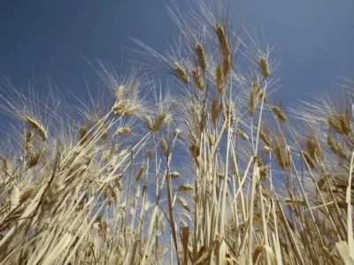Why Algeria Remains One of the World’s Largest Wheat Buyers