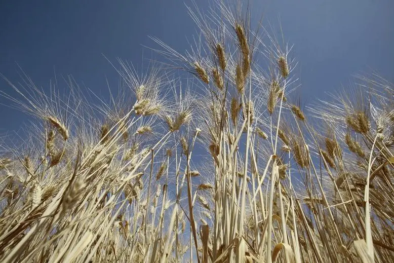 Why Algeria Remains One of the World’s Largest Wheat Buyers
