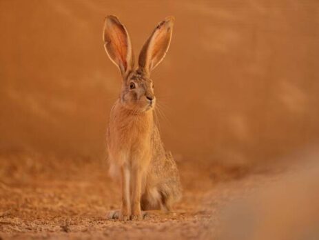 Saudi Arabia Welcomes the Comeback of the Native Arabian Hare