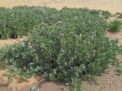 Exploring Plant Diversity in Jazan Through the Al-Alaqah Shrub