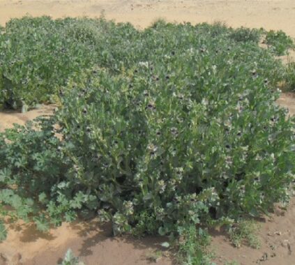 Exploring Plant Diversity in Jazan Through the Al-Alaqah Shrub