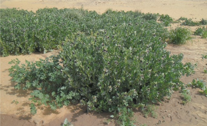 Exploring Plant Diversity in Jazan Through the Al-Alaqah Shrub