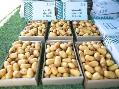 Al-Ahsa Central Markets Welcome the Arrival of Early Date Harvest