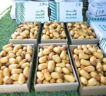 Al-Ahsa Central Markets Welcome the Arrival of Early Date Harvest