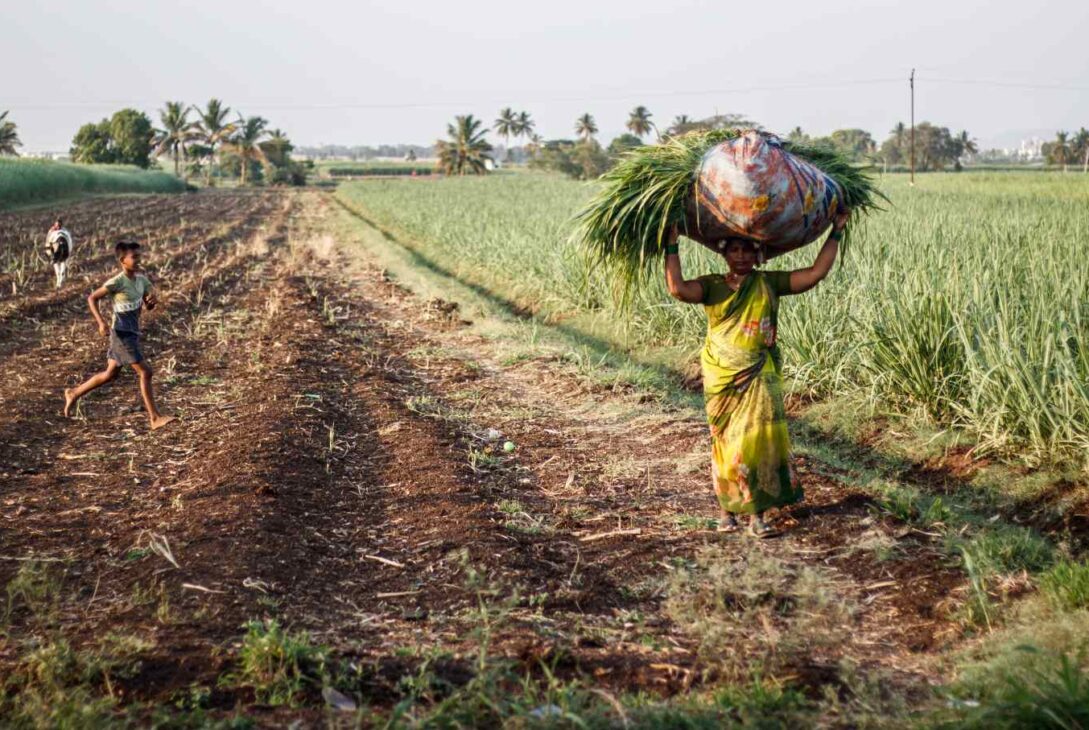 Heat Waves Push MENA Farmers Toward Innovative Agricultural Solutions