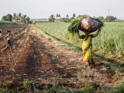 Heat Waves Push MENA Farmers Toward Innovative Agricultural Solutions